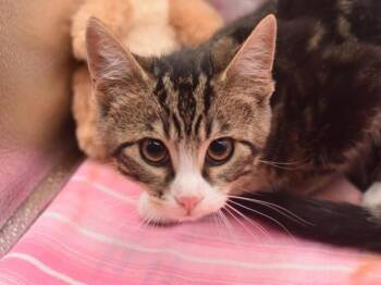 Domestic Short Hair Cats Available for Adoption in Portland, Oregon - Zachy | PetCurious