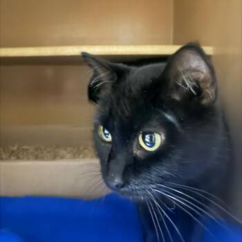 Ebony -  Domestic Short Hair Cat for Adoption in Madisonville, Kentucky - Ebony | PetCurious