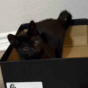 Domestic Short Hair Cats Available for Adoption in San Antonio, Texas - Jubilee | PetCurious