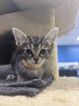 Sunfyre -  Domestic Short Hair Cat for Adoption in Los Angeles, California - Sunfyre | PetCurious
