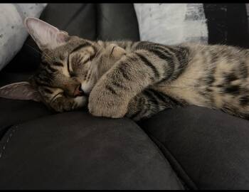 Milo G- the most lovable baby boy -  Domestic Short Hair Cat for Adoption in New York, New York - Milo G- The Most Lovable Baby Boy | PetCurious