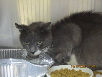 Rescue Domestic Short Hair Cats for Adoption in Marietta, Georgia - (655) | PetCurious