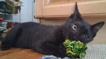 Harriet -  Domestic Short Hair Cat for Adoption in Chicago, Illinois - Harriet | PetCurious