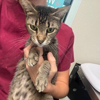 Pandora -  Domestic Short Hair Cat for Adoption in Englewood, Florida - Pandora | PetCurious