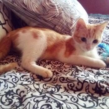 Charley -  Domestic Short Hair Cat for Adoption in Houston, Texas - Charley | PetCurious