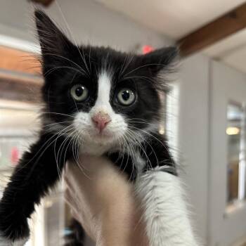Domestic Medium Hair Cats Available for Adoption in Leander, Texas - Tuxie | PetCurious