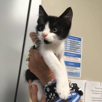 oreo -  American Shorthair Cat for Adoption in Blue Ridge, Georgia - Oreo | PetCurious