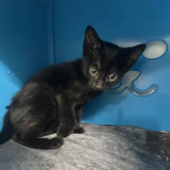 Daryl -  Domestic Short Hair Cat for Adoption in Tampa, Florida - Daryl | PetCurious
