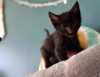 Alexander (Keesha Kripplebauer 26-7) -  Domestic Short Hair Cat for Adoption in Berwick, Pennsylvania - Alexander (Keesha Kripplebauer 26-7) | PetCurious