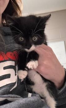 Rescue Domestic Short Hair Cats for Adoption in Hopkinsville, Kentucky - Charlie | PetCurious