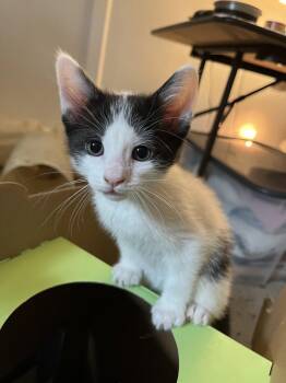 Sparrow Gray -  Domestic Short Hair Cat Available for Adoption in Trenton, New Jersey - Sparrow Gray | PetCurious