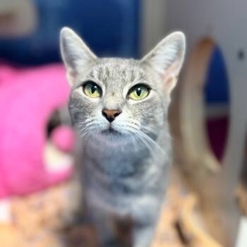 Yara -  Domestic Short Hair Cat for Adoption in Aldie, Virginia - Yara | PetCurious