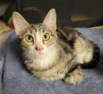 Rescue Domestic Short Hair Cats for Adoption in Topeka, Kansas - Fil | PetCurious