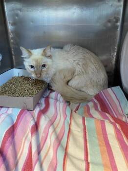 61323103 -  Domestic Medium Hair Cat for Adoption in El Paso, Texas - 61323103 | PetCurious