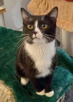 Domestic Short Hair Cats Available for Adoption - Ace | PetCurious