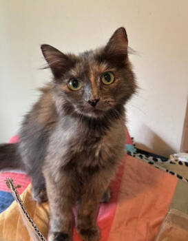 Rescue Domestic Long Hair Cats for Adoption in Redmond, Washington - Brooklyn Forest | PetCurious