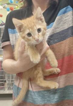 Stitch -  Domestic Medium Hair Cat for Adoption in Dickson, Tennessee - Stitch | PetCurious