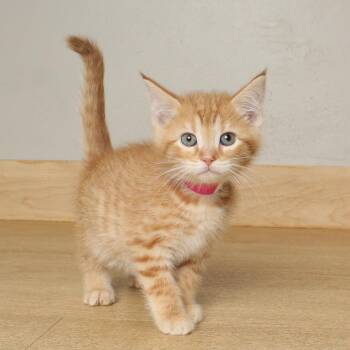 Domestic Short Hair Cats Available for Adoption in Minnetonka, Minnesota - Knees C68987 | PetCurious