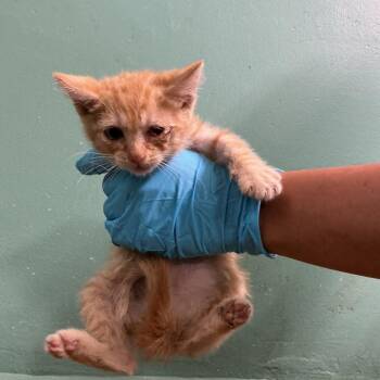 IVHS-Stray-139129 -  Domestic Short Hair Cat for Adoption in San Gabriel, California - IVHS-Stray-139129 | PetCurious