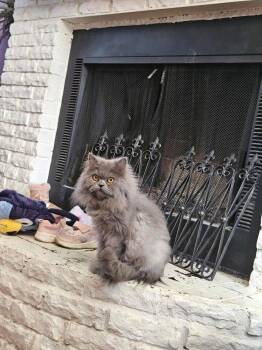 Persian Cats Available for Adoption - Sasuke | PetCurious