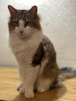 Rescue Domestic Medium Hair Cats for Adoption in Lodi, California - Snickers | PetCurious