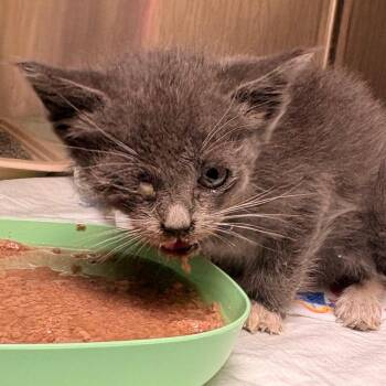 Turbo -  Domestic Short Hair Cat for Adoption in Winston-salem, North Carolina - Turbo | PetCurious