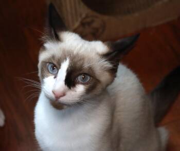Rescue Siamese Cats for Adoption in San Diego, California - Taco | PetCurious