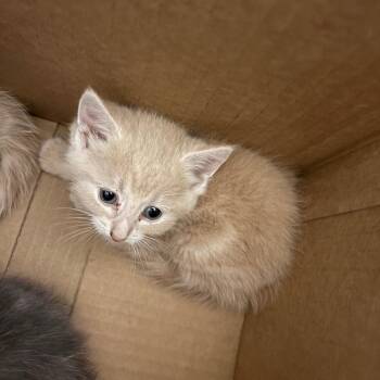 Orenji -  Domestic Medium Hair Cat for Adoption in Charleston, West Virginia - Orenji | PetCurious