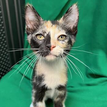 Calliope -  Domestic Short Hair Cat for Adoption in Fairmont, Minnesota - Calliope | PetCurious