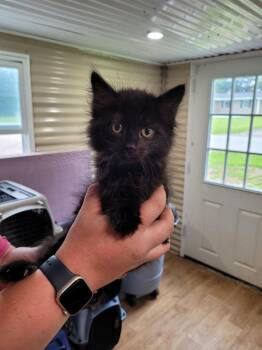 Ruth -  Domestic Long Hair Cat Available for Adoption in Linton, Indiana - Ruth | PetCurious