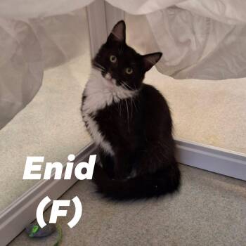 "Addams Family" Girl Kittens -  Domestic Medium Hair Cat for Adoption in Weaverville, California - "Addams Family" Girl Kittens | PetCurious