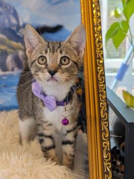 Masala -  Domestic Short Hair Cat for Adoption in Fremont, California - Masala | PetCurious