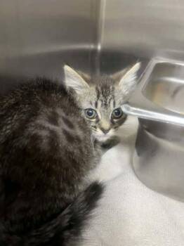 Domestic Short Hair Cats Available for Adoption in Memphis, Tennessee - Dewdrop | PetCurious