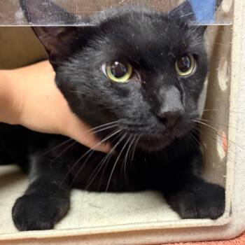 Binx -  Domestic Short Hair Cat for Adoption in Reno, Nevada - Binx | PetCurious
