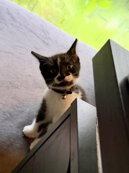 JOHNNY ROSE -  Domestic Short Hair Cat for Adoption in Tallahassee, Florida - JOHNNY ROSE | PetCurious