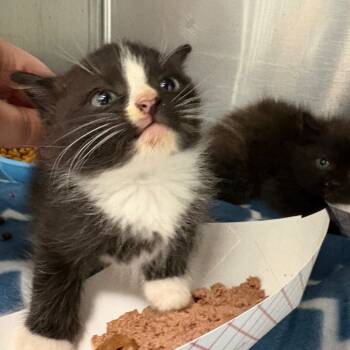 Rescue Domestic Short Hair Cats for Adoption in Parkersburg, West Virginia - Soup | PetCurious