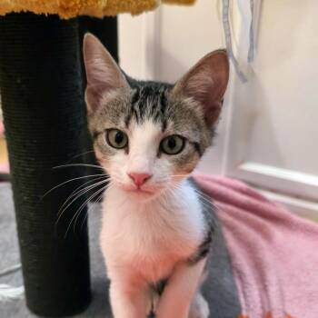 Small -  Domestic Short Hair Cat for Adoption in Carencro, Louisiana - Small | PetCurious
