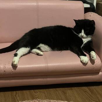 Domestic Short Hair Cats Available for Adoption in Philadelphia, Pennsylvania - Mystery | PetCurious