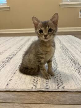 TRUFFLE -  Domestic Short Hair Cat for Adoption in Charlotte, North Carolina - TRUFFLE | PetCurious