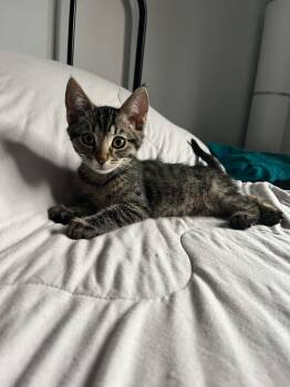 Rescue Domestic Short Hair Cats for Adoption in Winnipeg, Manitoba - Lyrus | PetCurious