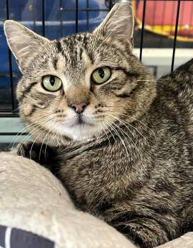 Domestic Short Hair Cats Available for Adoption - Gilbert | PetCurious