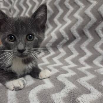 Manhattan -  Domestic Short Hair Cat for Adoption in Brea, California - Manhattan | PetCurious