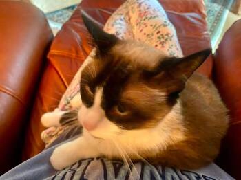 Christy - courtesy post -  Siamese Cat for Adoption in Solon, Ohio - Christy - Courtesy Post | PetCurious