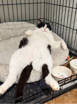 Domestic Short Hair Cats Available for Adoption - Buster | PetCurious