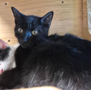 Chipotle Mayo -  Domestic Short Hair Cat for Adoption in Fort Collins, Colorado - Chipotle Mayo | PetCurious