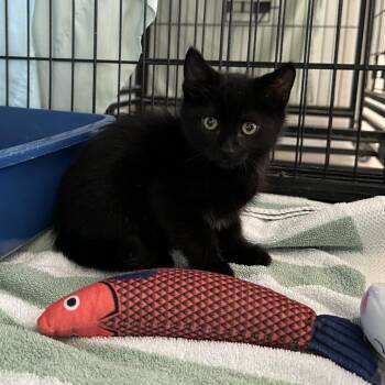 Springfield -  Domestic Short Hair Cat for Adoption in Long Beach, California - Springfield | PetCurious