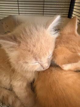 Timon -  Domestic Short Hair Cat for Adoption in Rensselaer, Indiana - Timon | PetCurious