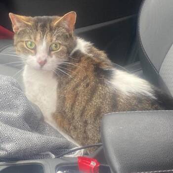 Domestic Short Hair Cats Available for Adoption in Huntington, West Virginia - Devyn | PetCurious