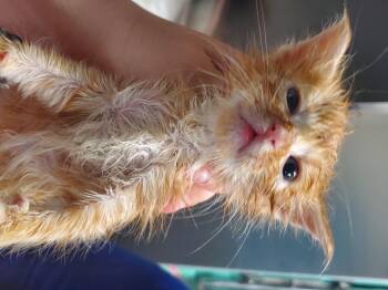 Toby -  Domestic Medium Hair Cat for Adoption in Wasilla, Alaska - Toby | PetCurious