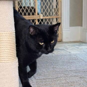 Domestic Short Hair Cats Available for Adoption - Moe | PetCurious